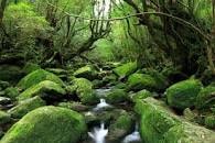 白谷雲水峽(彌生杉原始林步道)健行